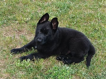 Kennel Snibor Anzi