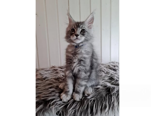 Maine Coon