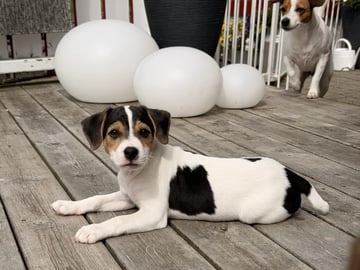 Dansk-svensk gårdhund · Vestnes · Marina Dragnes