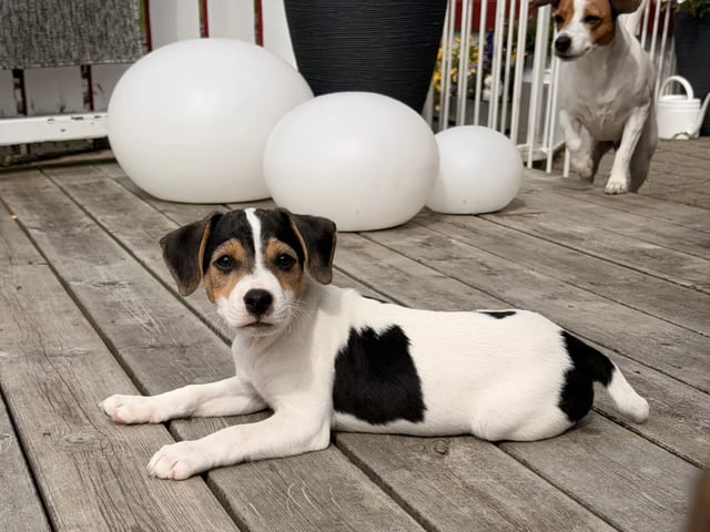 Dansk-svensk gårdhund