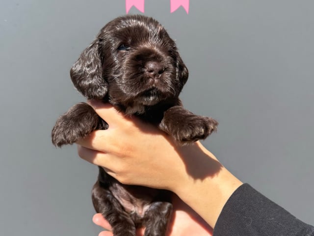 Cocker spaniel