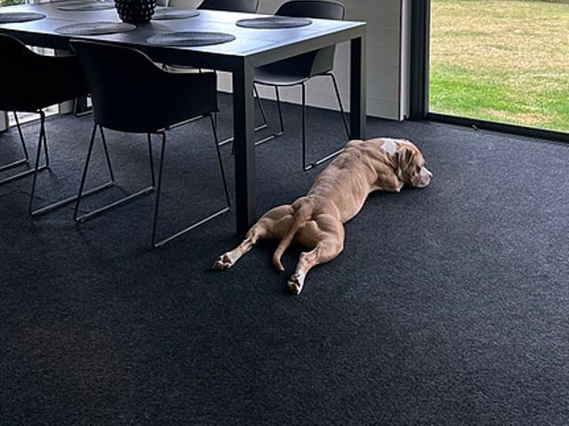 American bully valpar