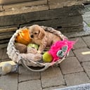 Amerikansk cocker spaniel