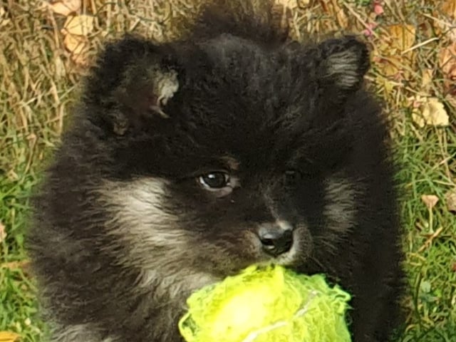 Finsk lapphund