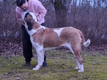 Fredsduvan's Kennel