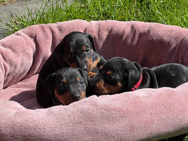 Manchesterterrier