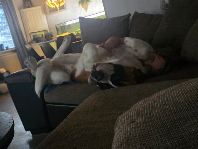 Saint Bernard