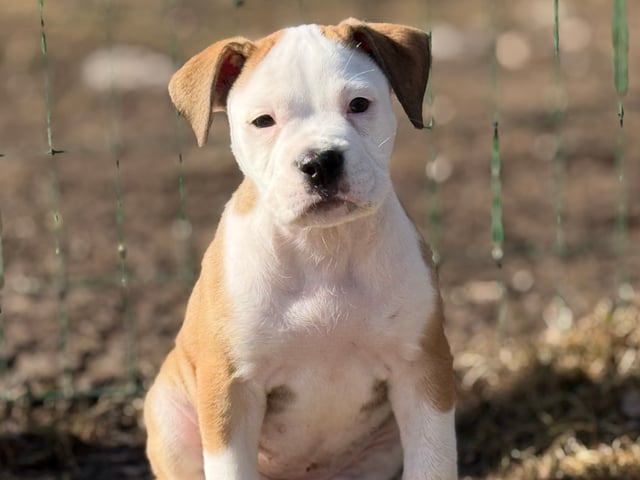 Continental Bulldog