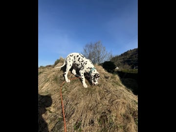 Kennel Shospot