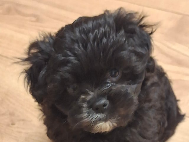 Blandras yorkipoo/Japanese chin · Långshyttan · Kerstin J.