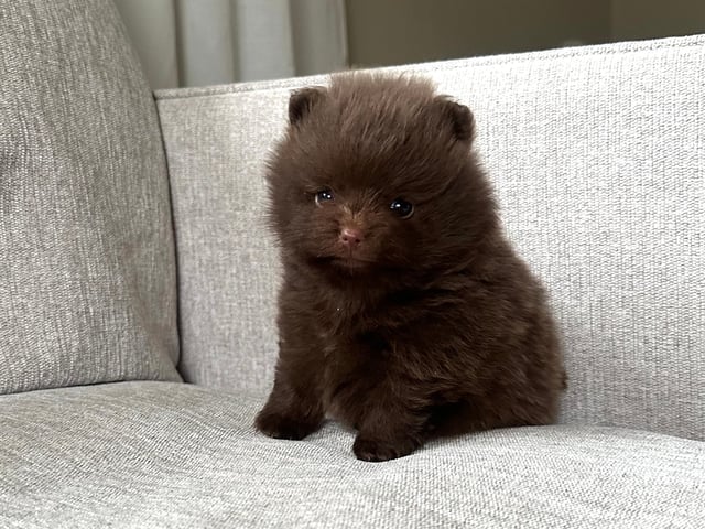 Pomeranian