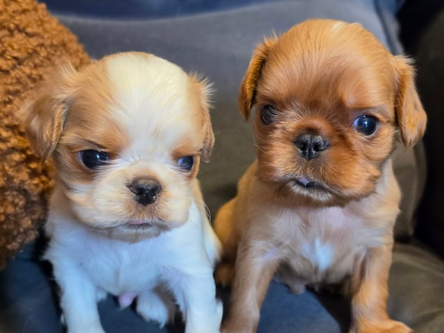 King charles spaniel