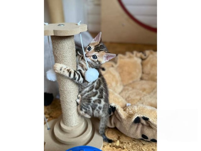 Bengal