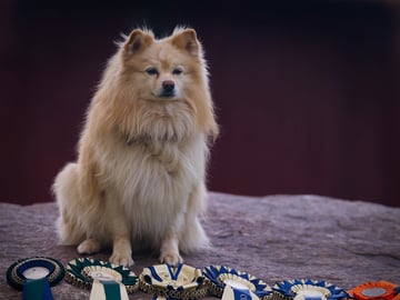 Dålakungens kennel