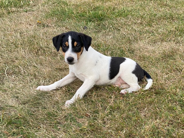 Dansk-svensk gårdhund