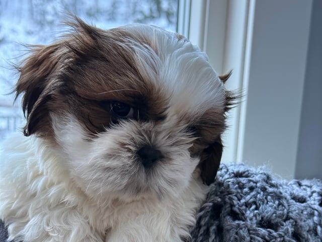 Shih Tzu