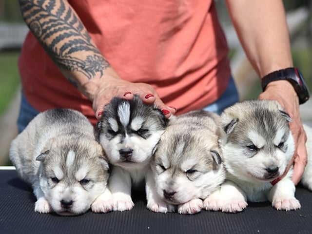 Siberian husky