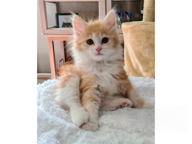 Kurilean Bobtail Longhair