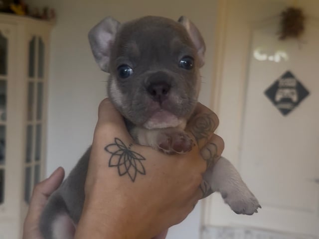 Fransk bulldog