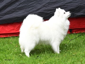 Japansk spids · Bryne · Nordic Happytails