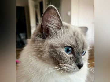 Ragdoll · Växjö · Stella W.