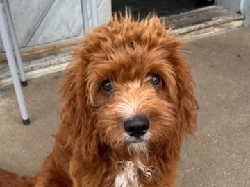 Cavapoo