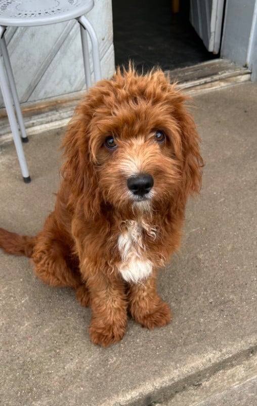 Cavapoo