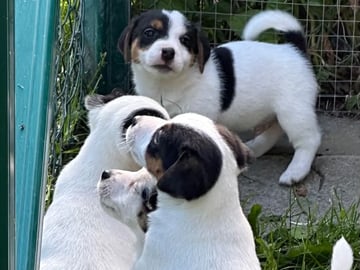 Jack Russell terrier · Knivsta · Limelight Kennels
