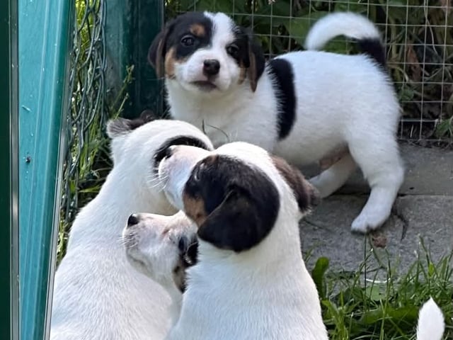 Jack Russell terrier · Knivsta · Limelight Kennels