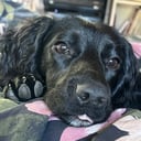 Cocker spaniel