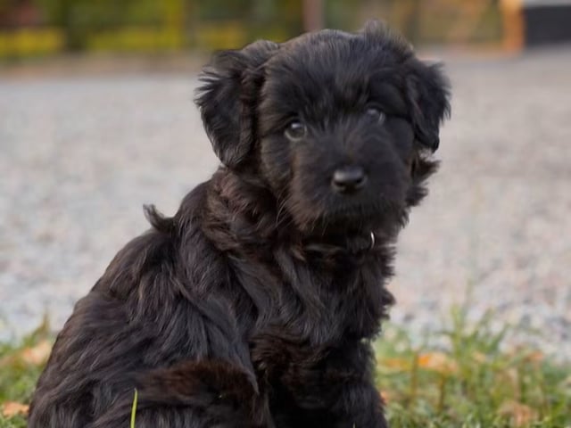 Kennel Dirgis