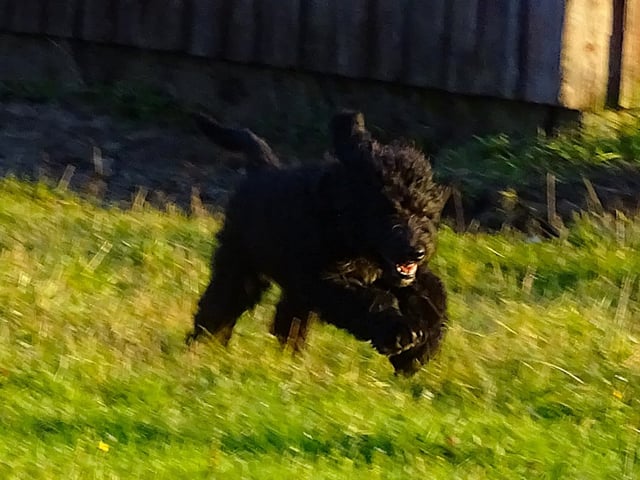 Bernerdoodle · Överkalix · Snabelsnutens Hus