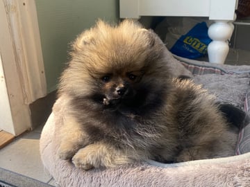 Pomeranian · Enskede · China Garden