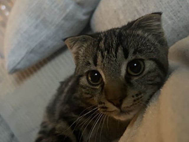 7mnd gammel kattunge vurderes omplassert