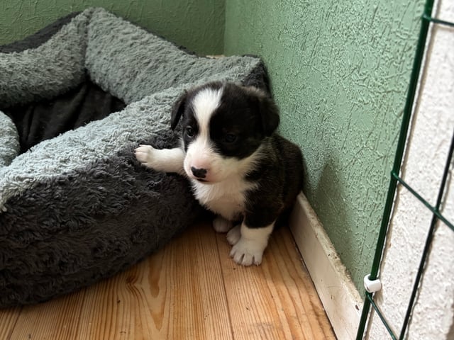 Welsh corgi cardigan