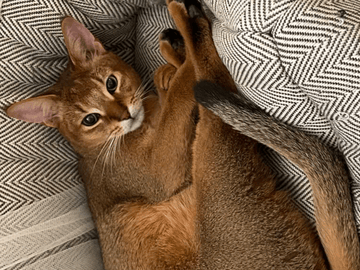 Chausie · Järfälla · Elia Y.