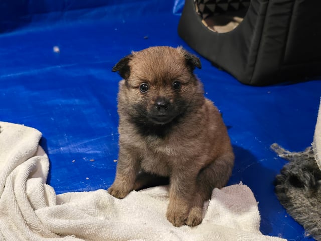 German Spitz – Mittelspitz · Luleå · Dålakungens kennel