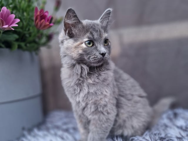 kattunge: Hona 1