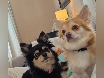 Pomchi · Arendal · Hanna B.