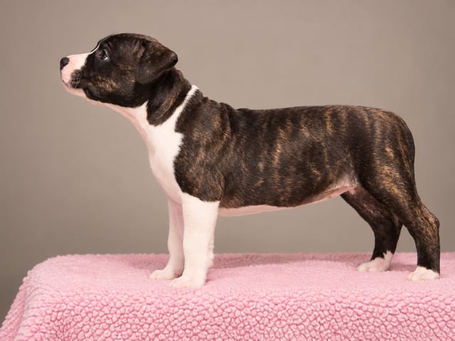 American staffordshire terrier