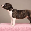 American staffordshire terrier