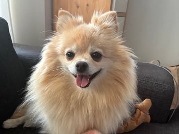 Pomeranian · Ljusterö · Björkarbo