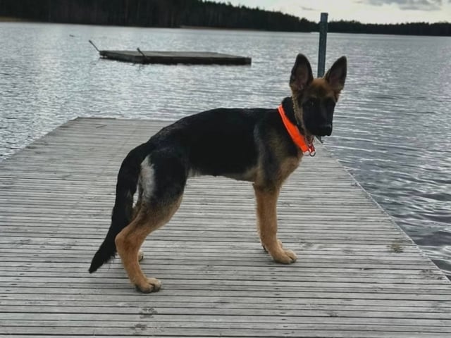 Schæferhund