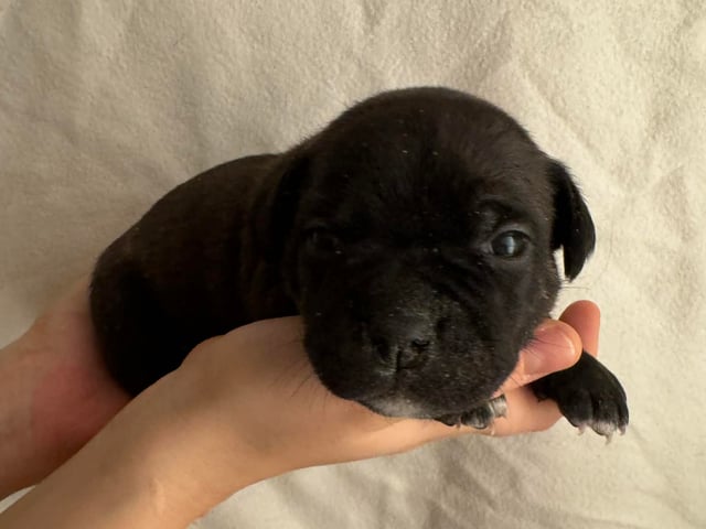 Staffordshire bull terrier