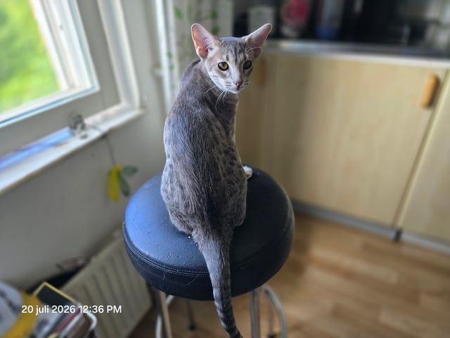 Ocicat