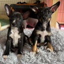 Xoloitzcuintle