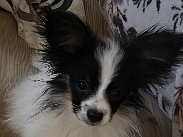 Papillon