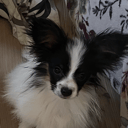 Papillon