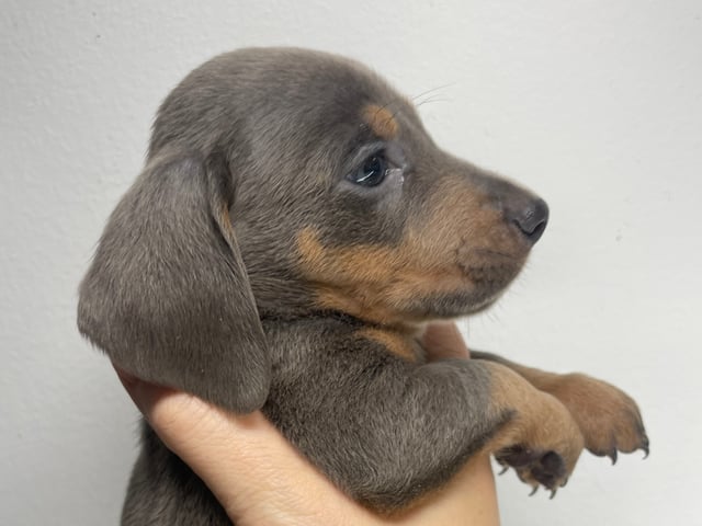 Dachshund