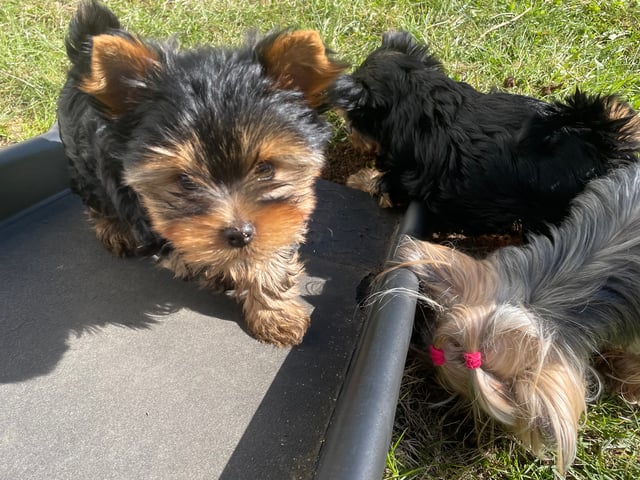 Yorkshire terrier